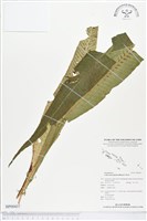 登錄號:BP00437藏品圖，第1張