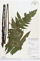 登錄號:BP00438藏品圖，第1張