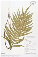 登錄號:BP00439藏品圖，第1張