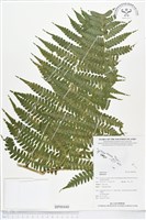 登錄號:BP00440藏品圖，第1張