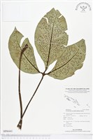 登錄號:BP00441藏品圖，第1張