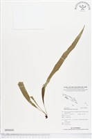 尖嘴蕨藏品圖，第1張