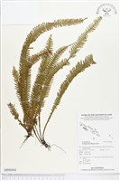 登錄號:BP00443藏品圖，第1張