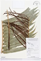 登錄號:BP00447藏品圖，第1張