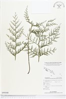 登錄號:BP00448藏品圖，第1張