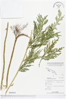 登錄號:BP00450藏品圖，第1張