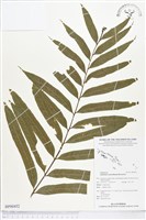 登錄號:BP00452藏品圖，第1張