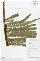 登錄號:BP00453藏品圖，第1張