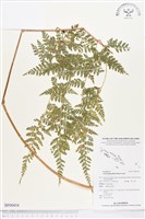 登錄號:BP00454藏品圖，第1張