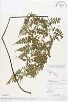 大羽鐵角蕨藏品圖，第1張