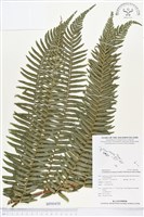 登錄號:BP00458藏品圖，第1張