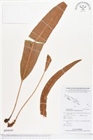 登錄號:BP00459藏品圖，第1張