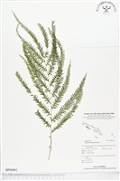 登錄號:BP00461藏品圖，第1張