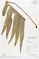 薄葉擬茀蕨藏品圖，第1張