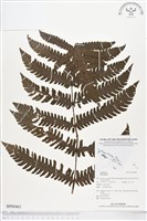 登錄號:BP00463藏品圖，第1張