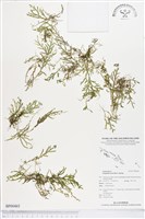 登錄號:BP00465藏品圖，第1張