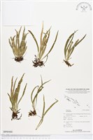 登錄號:BP00466藏品圖，第1張