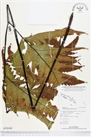 登錄號:BP00468藏品圖，第1張