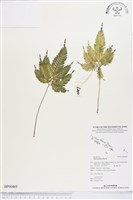 登錄號:BP00469藏品圖，第1張