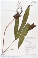 登錄號:BP00471藏品圖，第1張