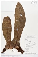 登錄號:BP00472藏品圖，第1張