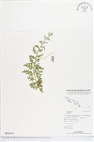 登錄號:BP00473藏品圖，第1張
