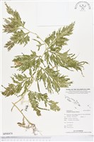 登錄號:BP00474藏品圖，第1張