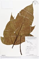 登錄號:BP00475藏品圖，第1張