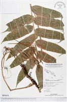 登錄號:BP00476藏品圖，第1張