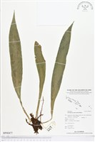 登錄號:BP00477藏品圖，第1張