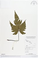 登錄號:BP00479藏品圖，第1張