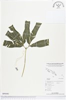 登錄號:BP00481藏品圖，第1張