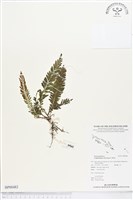 登錄號:BP00482藏品圖，第1張