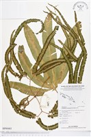 登錄號:BP00483藏品圖，第1張