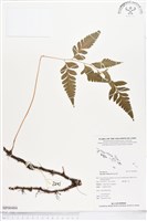 闊葉骨碎補藏品圖，第1張