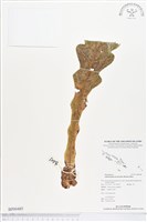 登錄號:BP00485藏品圖，第1張