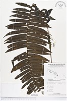 登錄號:BP00486藏品圖，第1張