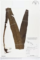 登錄號:BP00487藏品圖，第1張