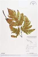 登錄號:BP00489藏品圖，第1張