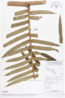 蘭嶼觀音座蓮藏品圖，第1張