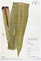 臺灣山蘇花藏品圖，第1張