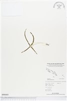 劍葉書帶蕨藏品圖，第1張