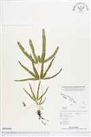 登錄號:BP00496藏品圖，第1張