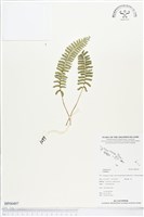 登錄號:BP00497藏品圖，第1張