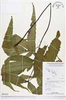 登錄號:BP00500藏品圖，第1張