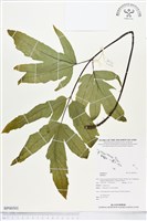 登錄號:BP00501藏品圖，第1張