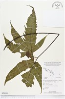 登錄號:BP00502藏品圖，第1張