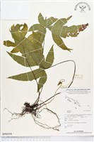 登錄號:BP00504藏品圖，第1張