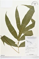 登錄號:BP00505藏品圖，第1張