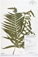 登錄號:BP00506藏品圖，第1張